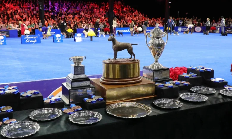 2025 National Dog Show Winner: Meet Soleil