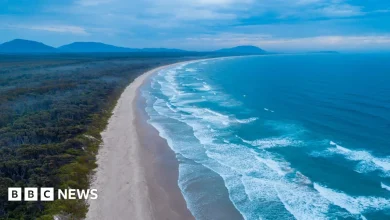 Australia shark attack: Woman killed and man injured in New South Wales