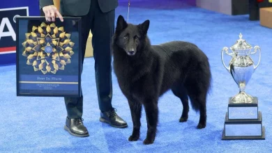 Belgian Sheepdog Soleil crowned the winner of the National Dog Show