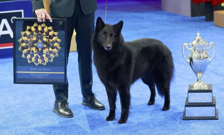 Belgian Sheepdog Soleil crowned the winner of the National Dog Show