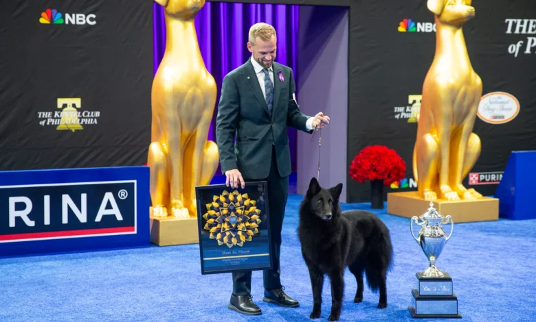 Belgian sheepdog Soleil wins top prize at National Dog Show : NPR