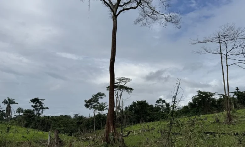 Chocolate giants fuel deforestation in West Africa’s last rainforest