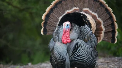 Dow Jones Futures: Robinhood Merry As Stocks Rally Into Thanksgiving; ASML Leads 5 New Buys