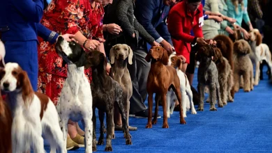 National Dog Show 2025 Results, Best in Show and List of Winners