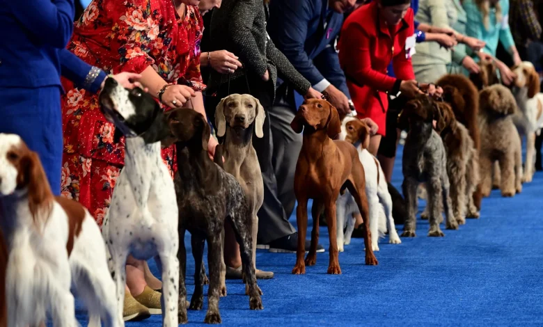 National Dog Show 2025 Results, Best in Show and List of Winners