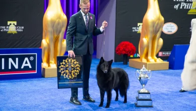 Soleil shines on as Belgian Sheepdog takes Best in Show at 2025 National Dog Show