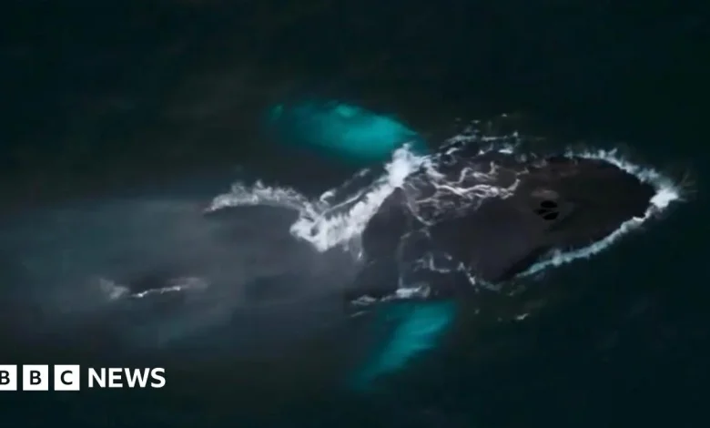 Spotting Pi the whale 'more exciting than Christmas' in Isles of Scilly