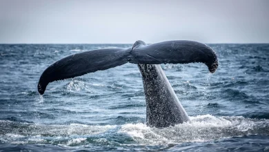 'Whale hello there!' Famous humpback returns to Isles of Scilly