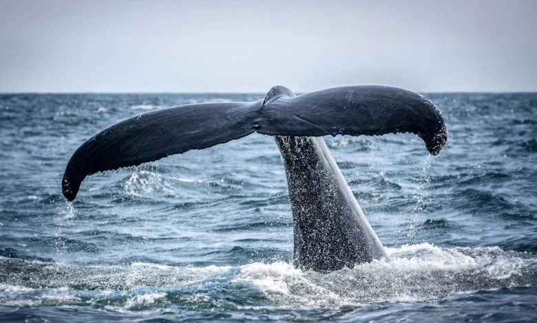'Whale hello there!' Famous humpback returns to Isles of Scilly