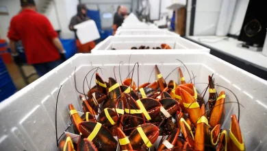 $400K worth of lobster hijacked en route to Costco stores