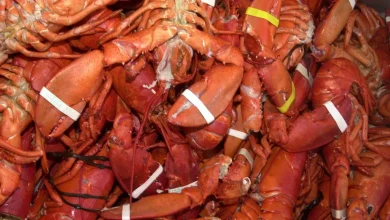$400k worth of lobster stolen from Massachusetts warehouse