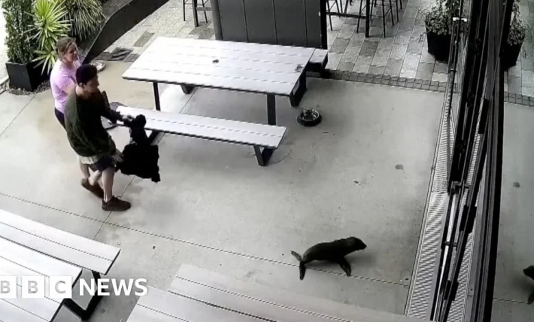A baby seal walks into a bar ...