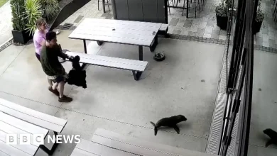 A baby seal walks into a bar ...