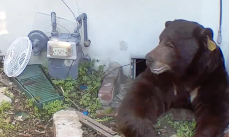 A bear has been under an Altadena home for a month. A trap caught the wrong one.