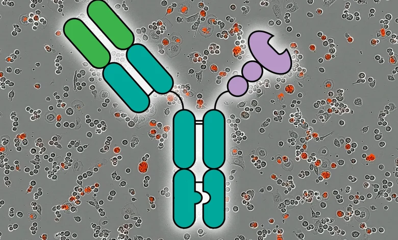 A new immunotherapy approach could work for many types of cancer | MIT News