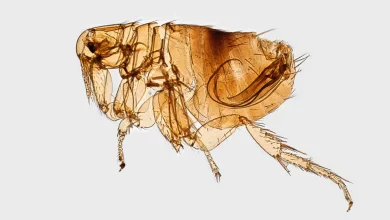 A volcanic eruption may have catalyzed the plague's arrival in Europe, study suggests