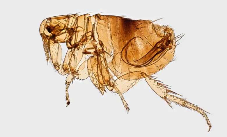 A volcanic eruption may have catalyzed the plague's arrival in Europe, study suggests
