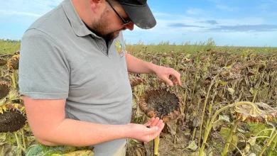 Agriculteur, il demande au préfet des mesures adaptées pour protéger les cultures de tournesols
