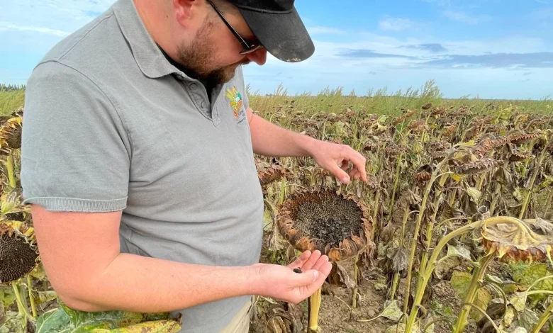 Agriculteur, il demande au préfet des mesures adaptées pour protéger les cultures de tournesols