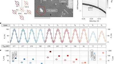 An 11-qubit atom processor in silicon
