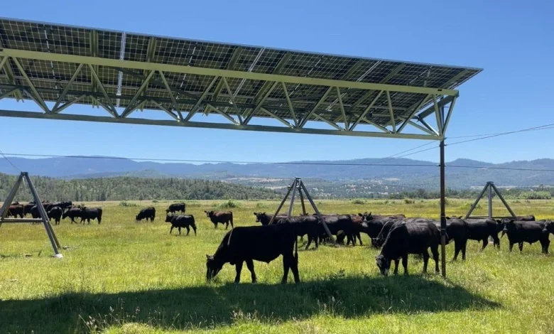 An Oregon cattle ranch just added solar without losing grazing land