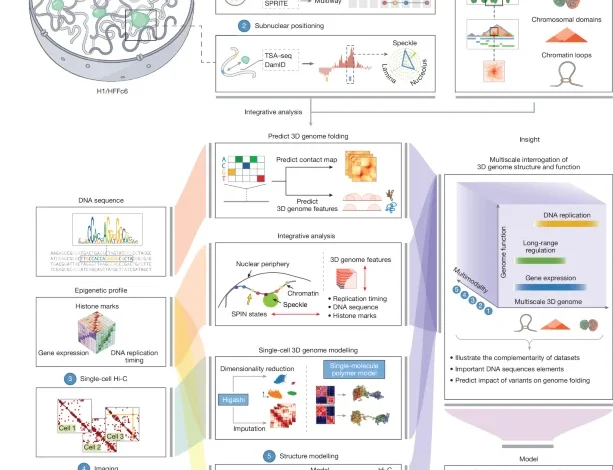 An integrated view of the structure and function of the human 4D nucleome