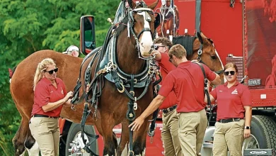 Anheuser-Busch is closing 3 plants. What that means for NY’s largest brewery near Baldwinsville
