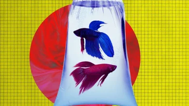 Anthropic's Advanced New AI Tries to Run Vending Machine, Goes Bankrupt After Ordering PlayStation 5 and Live Fish