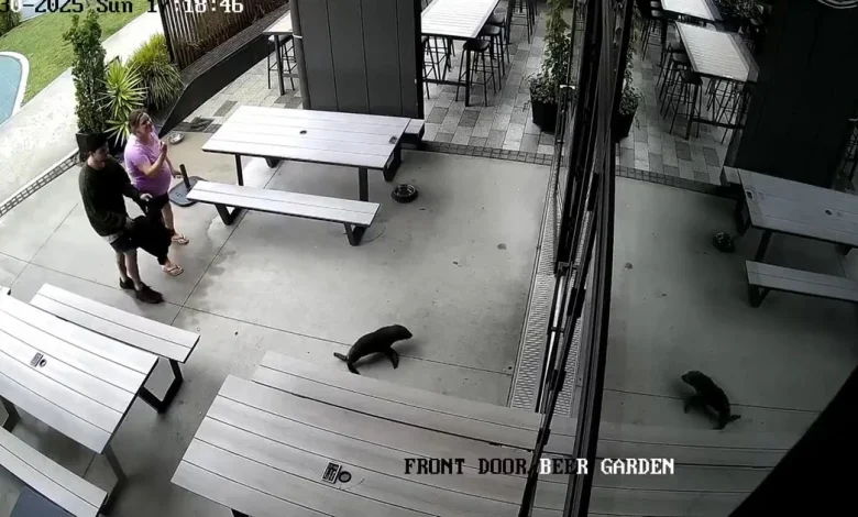 Baby seal waddles into New Zealand bar and heads to the bathroom: "Everyone was in shock"