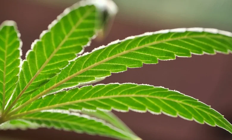 Be careful about re-using baggies: Down in Alabama