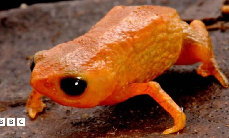 Bracycephalus lulai: Tiny new orange toad species found in Brazil