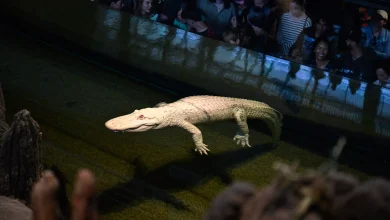 CLAUDE DEAD: Beloved albino alligator dies at 30 at California Academy of Sciences