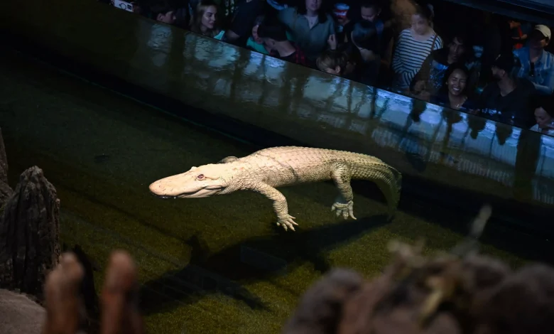 CLAUDE DEAD: Beloved albino alligator dies at 30 at California Academy of Sciences