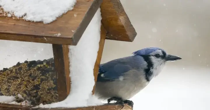Canada sees numerous winter storm, freezing rain warnings