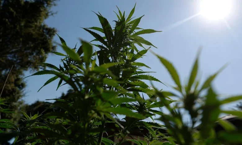 Cannabis reclassification could end dispensaries' financial exile