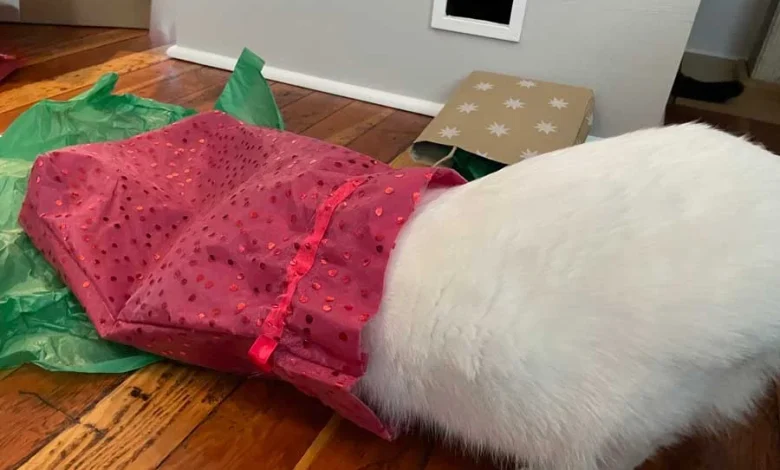 Catty Corner: For cats, every day is Boxing Day