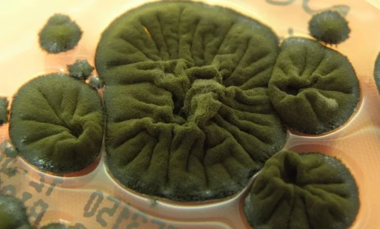 Chernobyl Fungus Appears to Have Evolved an Incredible Ability