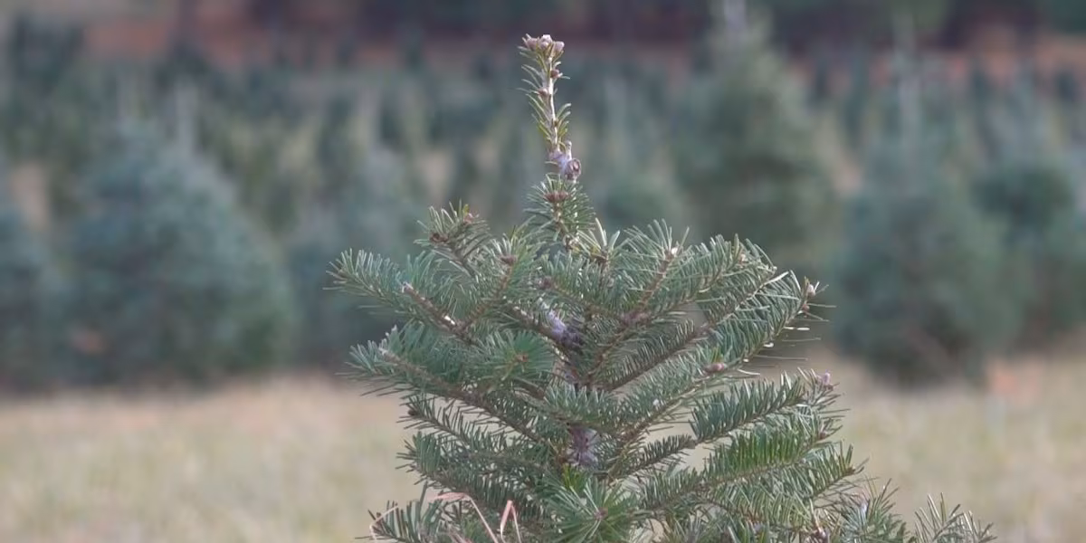 Christmas tree farm bounces back in a big way