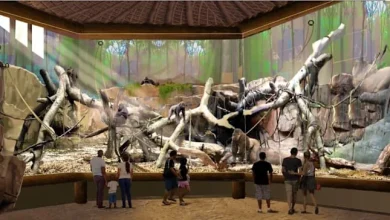 Congo Falls, Holiday Tamale Festival, River of Lights