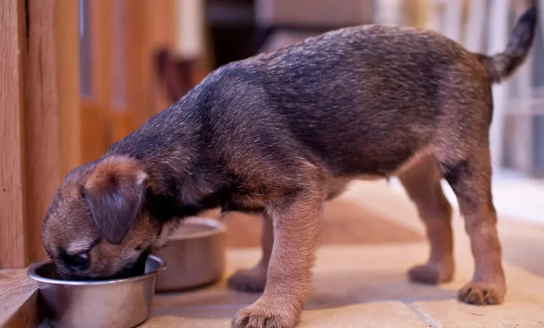 Dog food company recalls 300 cases sold nationwide over plastic contamination fears