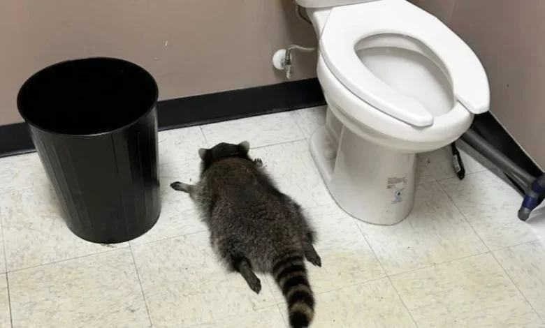 Drunk raccoon found passed out in Virginia liquor store after wild night
