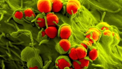 FDA approves Nuzolvence, new pill for gonorrhea