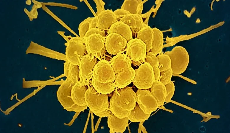 FDA approves first new antibiotics to treat gonorrhea in decades, with hope to combat drug resistance