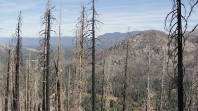 Forest Service seeks feedback on Caldor Fire restoration