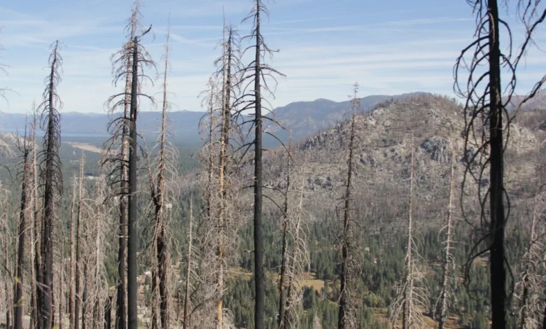 Forest Service seeks feedback on Caldor Fire restoration