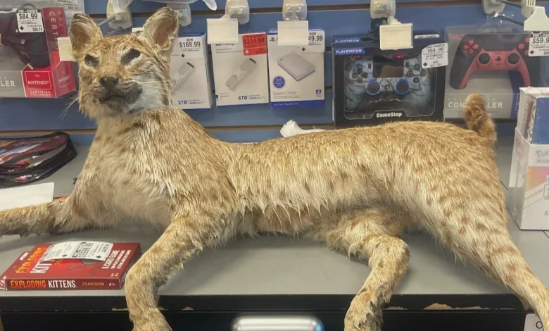 GameStop Says Its 'Trade Anything Day' Led Customers to Bring In a Goose, a Bobcat, And a Wii Netflix Disc