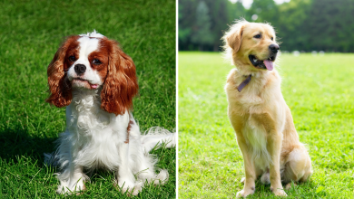 Golden Retriever and Cavalier Have Puppies, No One Ready for ‘Mini’ Result