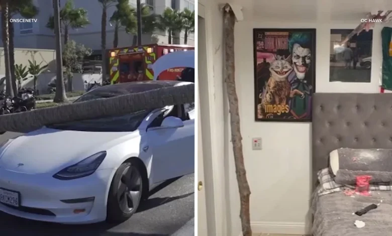 Gusty Santa Ana winds bring downed trees, damage to cities across Southern California