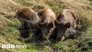Harold's Park wildland being transformed by three pigs