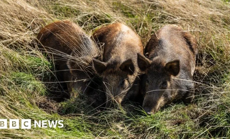 Harold's Park wildland being transformed by three pigs